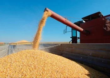 China volverá a comprar en julio maíz argentino y sus derivados