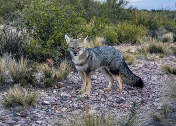 No hay que darles comida: cómo actuar ante la presencia de zorros en zonas urbanas