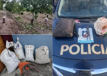 No para el robo de nueces: más operativos y ocho detenidos en Tupungato