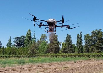 El INTA Rama Caída logró sembrar pasturas con un drone y obtuvo muy buenos resultados