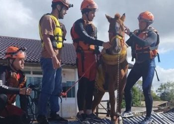 Rescataron a más de 5.000 animales por las inundaciones en Brasil