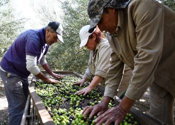 Olivicultura: se perdieron casi 4 mil hectáreas en los últimos 15 años en San Rafael
