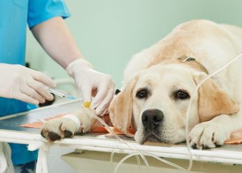 Una por una, las diez enfermedades más comunes que pueden contraer los perros