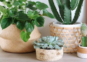 Cuáles son las 3 plantas para el hogar que menos cuidado necesitan