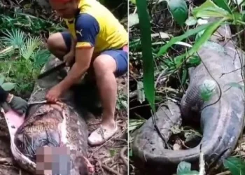 Indonesia: hallan el cadáver de una mujer dentro de una pitón de cinco metros