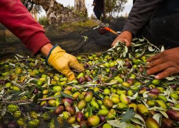 Aceitunas: Última etapa de la cosecha en San Rafael, principal productor olivícola de Mendoza