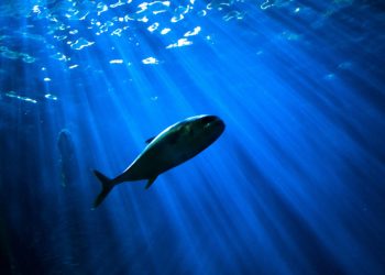 Único en el mundo: descubren el primer animal que no necesita oxígeno para sobrevivir