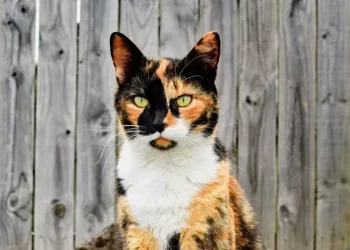 Descubrieron una nueva raza de gatos tras una mutación: cómo es y cuáles son sus características