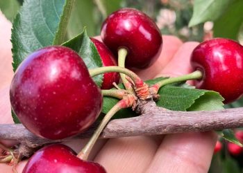 La producción de cerezas creció un 65% en la última década en el departamento