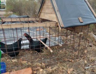 Impulsan en San Rafael un “gallinero móvil” para labrar la tierra