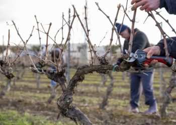 El INTA capacita en poda de frutales y viñedos en distritos