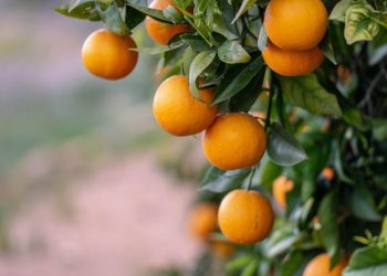 Otra tragedia en el país: Comía una naranja y murió atragantado en Jujuy