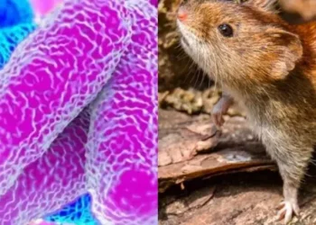 Alerta en Córdoba: confirmaron la segunda muerte por leptospirosis