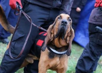 Desaparición de Loan: tras un testimonio clave, la Policía rastrilla un campo de la exfuncionaria detenida