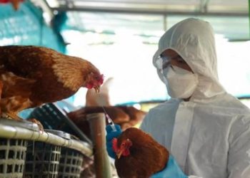 La OMS confirmó la primera muerte humana por una variante de gripe aviar en México