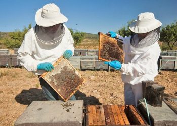 Realizarán el primer Encuentro Internacional Apícola en General Alvear e invitan a los jóvenes a sumarse
