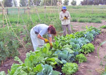 Ofrecerán hoy un taller teórico-práctico en Jaime Prats sobre diseño de huertas agroecológicas