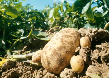 Buscan prohibir la siembra de papa “genéticamente modificada” en El Sosneado y Malargüe