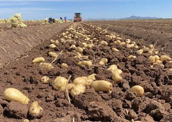 Buscan que avance el proyecto para prohibir la siembra de papas “genéticamente” modificadas en el Sur mendocino