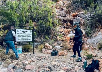 Proteccionistas trabajan para cuidar y “sostener el vuelo del cóndor andino” en Valle Grande y el Cañón del Atuel