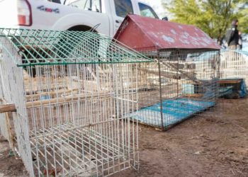 Reinserción de aves autóctonas y destrucción de tramperos en la reserva de General Alvear