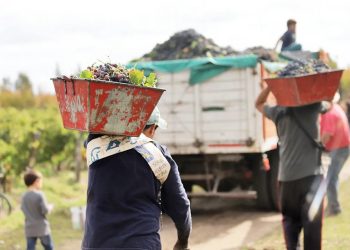 Se redujo el 50% la participación del agro en el producto bruto sanrafaelino, aunque sigue haciendo punta en Mendoza