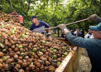 El Sur de Mendoza llega a las 500 hectáreas productivas de frutos secos