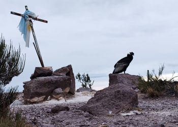 La majestuosidad de los cóndores en el Cañón del Atuel, un espectáculo inolvidable