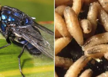 Confirmaron la segunda muerte de una persona por el gusano barrenador en Costa Rica