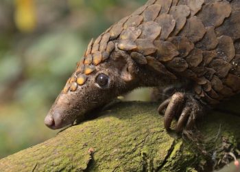 Vieron un ejemplar de un animal que se creía extinto hace 24 años