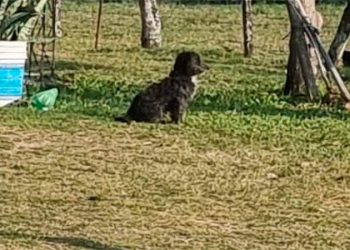 La imagen de la desolación: el perrito de Aitana, la nena asesinada en Corrientes, la sigue esperando