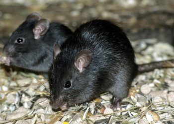 Alerta en Córdoba por una enfermedad causada por ratas: murió un hombre y hay otro paciente grave