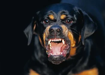 Conmoción en la provincia de Mendoza: Una anciana murió  tras ser atacada por sus tres rottweiler
