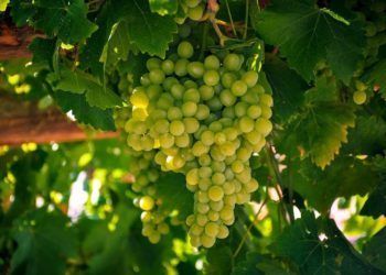 San Rafael se encuentra en el “top 10” de productores de uva chardonnay del país