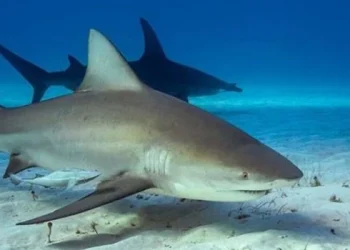 Un grupo de científicos detectó 13 tiburones intoxicados con cocaína en Río de Janeiro