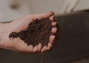 La Harina de Vino sanrafaelina es furor en el mundo y recibirá una importante distinción