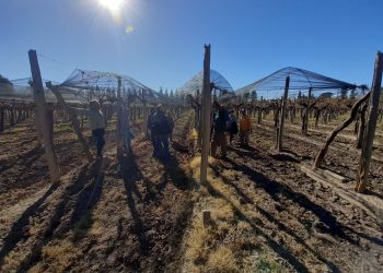 Capacitaron a personas desempleadas en poda de viñedos y frutales