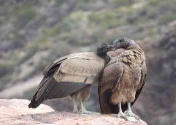 Una hermosa pareja de cóndores “jugueteando” en el Cañón del Atuel