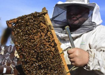 Apicultura: San Rafael y Alvear concentran más de 55 mil colmenas y buscan potenciar la capacidad exportadora