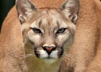 Terror en Las Heras: apareció un puma en un barrio privado y causó pánico