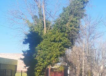 Enredaderas en los Árboles ¡Hay abrazos que matan!