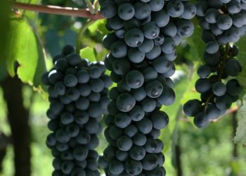 Semana del Bonarda: Con 1.658 hectáreas es la 2da variedad más cultivada en San Rafael