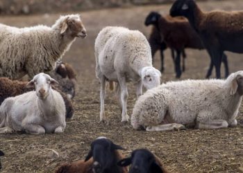 Grecia: Investigan si enterraron ovejas vivas para combatir la peste ovina