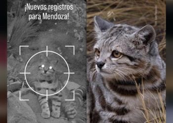 Redescubrimiento del gato andino en Malargüe: esfuerzos de conservación y convivencia sostenible