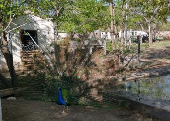 Indignación por la violenta muerte del pavo real que vivía en la granja de la escuela Iaccarini