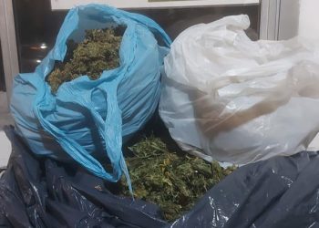 Encuentran más marihuana yendo de San Rafael a Malargüe