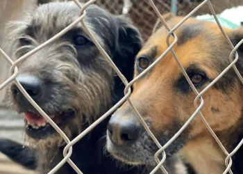 Ley Conan: el “agujero” detrás del centenar de causas por maltrato animal en Mendoza