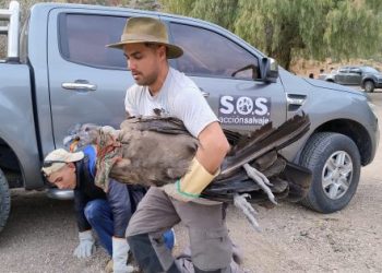 Tras varios días de trabajo rescataron a un cóndor herido en Valle Grande