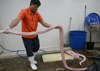 Proponen la carne de serpiente como alternativa para una dieta rica en proteínas