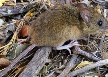 Hantavirus: ¿De qué se trata y cómo tomar rápidos recaudos?